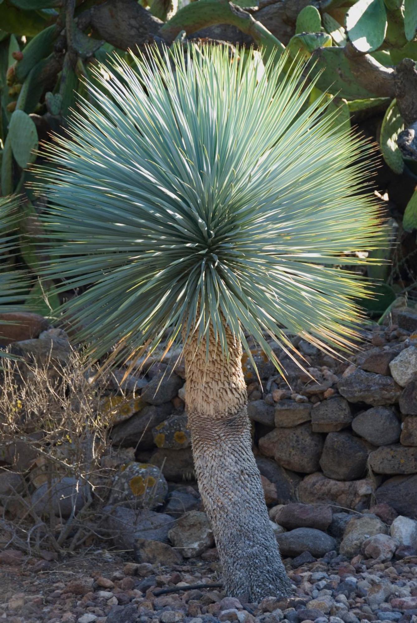 El Jardin De Los Suenos Rodalquilar Dış mekan fotoğraf