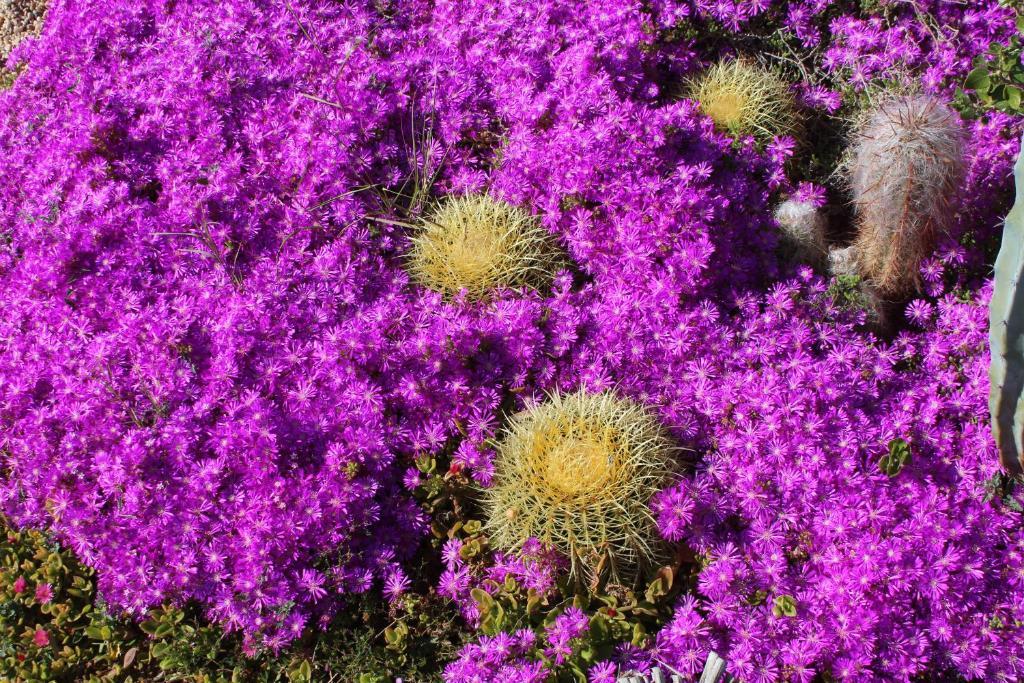 El Jardin De Los Suenos Rodalquilar Dış mekan fotoğraf